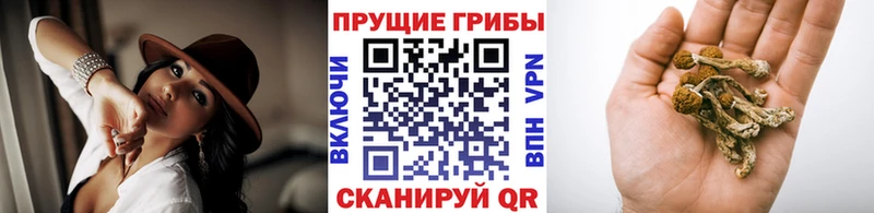 Псилоцибиновые грибы мицелий  это наркотические препараты  Курчалой 